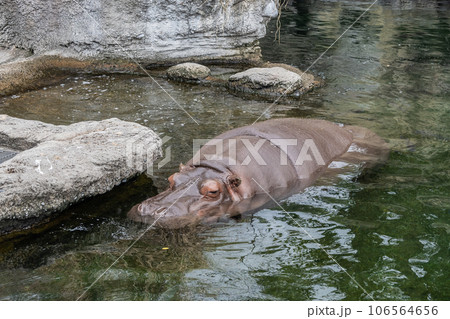池の中のカバ　天王寺動物園　 106564656