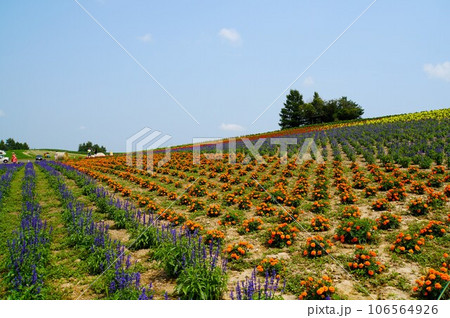 かんのファームの花畑 かんのファームの花畑 106564926