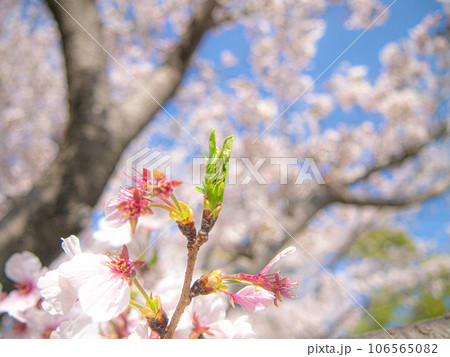 桜の木　ソメイヨシノ 106565082