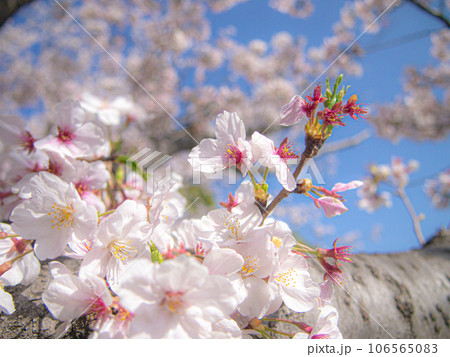 桜の木　ソメイヨシノ 106565083