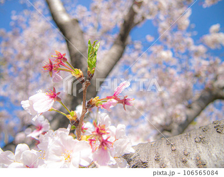 桜の木　ソメイヨシノ 106565084