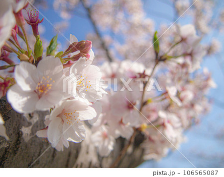 桜の木 ソメイヨシノ 桜の木 ソメイヨシノ 106565087