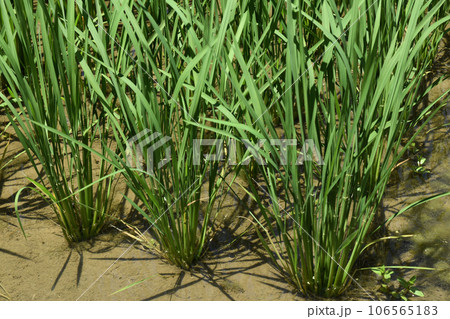 稲の苗が植えられた田んぼ 稲の苗が植えられた田んぼ 106565183