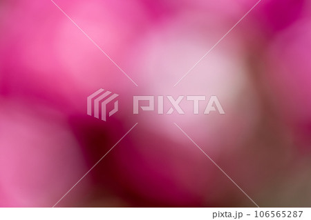 ピンクのバラの花のイメージのぼかした背景画像 ピンクのバラの花のイメージのぼかした背景画像 106565287
