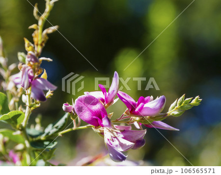 秋晴れの庭園に咲くかわいい萩の花 秋晴れの庭園に咲くかわいい萩の花 106565571