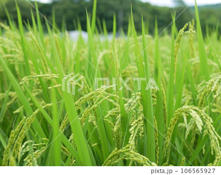夏の出穂した田んぼ 夏の出穂した田んぼ 106565927