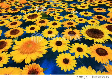 ひまわり5897 ひまわり5897 106565935