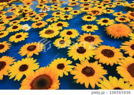 ひまわり5898 ひまわり5898 106565936