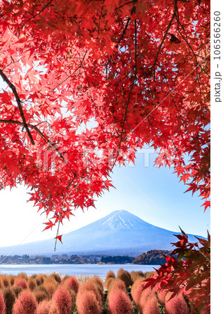 紅葉のもみじとコキアの散策路から望む富士山（河口湖大石公園） 106566260