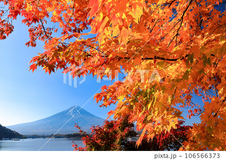 河口湖のカエデ紅葉と富士山 山梨県河口湖町 河口湖のカエデ紅葉と富士山 山梨県河口湖町 106566373