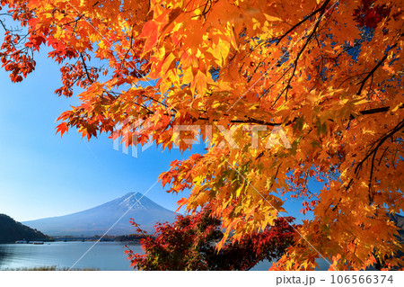 河口湖のカエデ紅葉と富士山 山梨県河口湖町 河口湖のカエデ紅葉と富士山 山梨県河口湖町 106566374