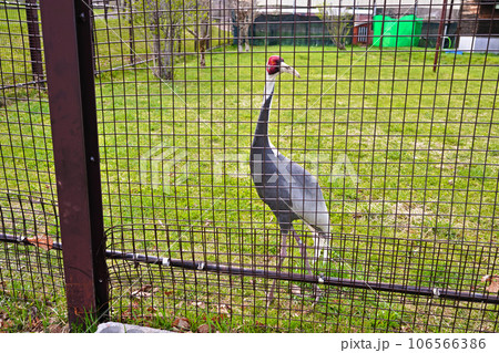 阿寒国際ツルセンター マナヅル 阿寒国際ツルセンター マナヅル 106566386