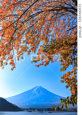 河口湖のさくら紅葉と富士山　山梨県河口湖町 106566435