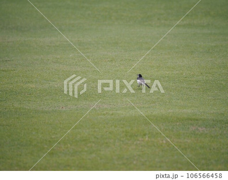 荒川河川敷の草地を歩き回って餌を探すハクセキレイ 106566458