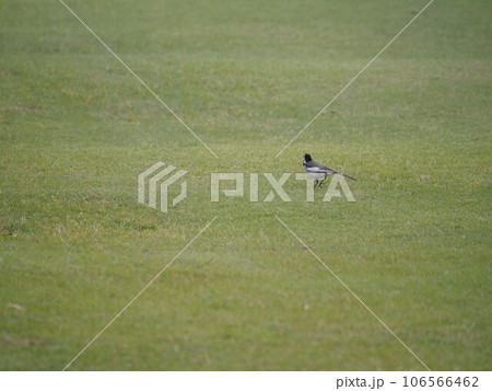 荒川河川敷の草地を歩き回って餌を探すハクセキレイ 106566462
