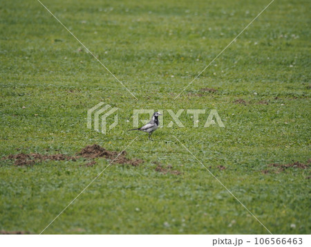 荒川河川敷の草地を歩き回って餌を探すハクセキレイ 106566463