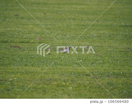 荒川河川敷の草地を歩き回って餌を探すハクセキレイ 荒川河川敷の草地を歩き回って餌を探すハクセキレイ 106566480