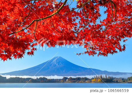 錦秋の河口湖畔モミジ紅葉と富士山 山梨県河口湖町 錦秋の河口湖畔モミジ紅葉と富士山 山梨県河口湖町 106566559