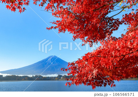 錦秋の河口湖畔モミジ紅葉と富士山 山梨県河口湖町 錦秋の河口湖畔モミジ紅葉と富士山 山梨県河口湖町 106566571