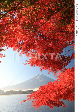 錦秋の河口湖畔モミジ紅葉と富士山 山梨県河口湖町 錦秋の河口湖畔モミジ紅葉と富士山 山梨県河口湖町 106566573