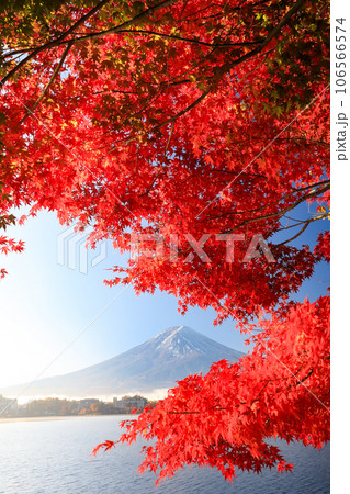 錦秋の河口湖畔モミジ紅葉と富士山 山梨県河口湖町 錦秋の河口湖畔モミジ紅葉と富士山 山梨県河口湖町 106566574