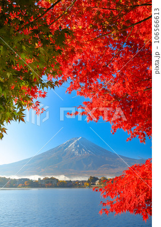 錦秋の河口湖畔モミジ紅葉と富士山 山梨県河口湖町 錦秋の河口湖畔モミジ紅葉と富士山 山梨県河口湖町 106566613