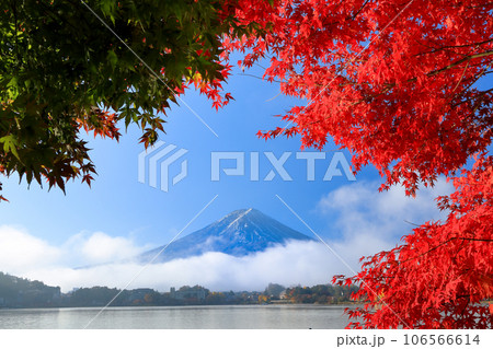錦秋の河口湖畔モミジ紅葉と富士山　山梨県河口湖町 106566614