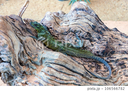 Fresh green iguana body long and slender. tight muscles It was comfortably stretched out on a log. The iguana's indifferent gaze at the photographer was impressive. Can convey meaning in many ways. Fresh green iguana body long and slender. tight muscles It was comfortably stretched out on a log. The iguana's indifferent gaze at the photographer was impressive. Can convey meaning in many ways. 106566782