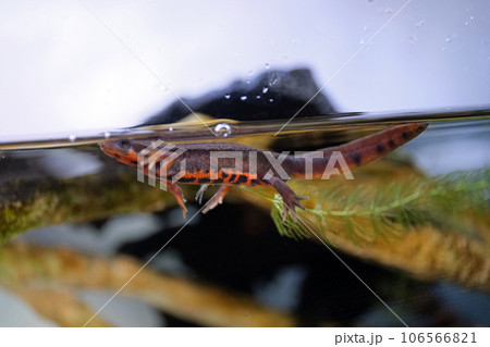 アカハライモリ 106566821