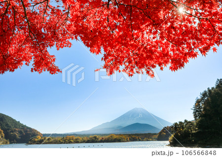 秋の風景　もみじ紅葉の精進湖畔から望む子抱富士　山梨県 106566848