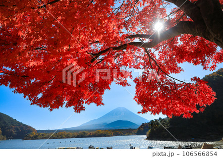 秋の風景 もみじ紅葉の精進湖畔から望む子抱富士 山梨県 秋の風景 もみじ紅葉の精進湖畔から望む子抱富士 山梨県 106566854