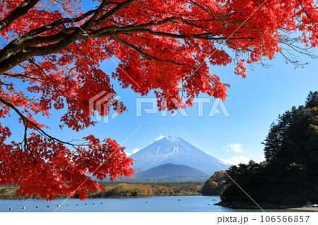 秋の風景 もみじ紅葉の精進湖畔から望む子抱富士 山梨県 秋の風景 もみじ紅葉の精進湖畔から望む子抱富士 山梨県 106566857