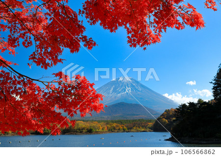 秋の風景 もみじ紅葉の精進湖畔から望む子抱富士 山梨県 秋の風景 もみじ紅葉の精進湖畔から望む子抱富士 山梨県 106566862