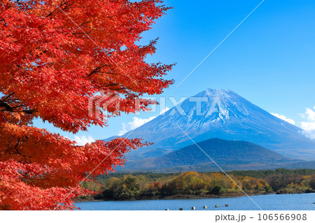 秋の風景　もみじ紅葉の精進湖畔から望む子抱富士　山梨県 106566908