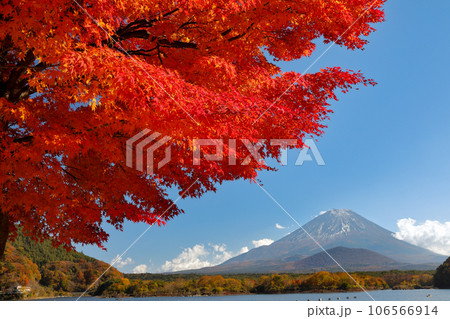 秋の風景　もみじ紅葉の精進湖畔から望む子抱富士　山梨県 106566914