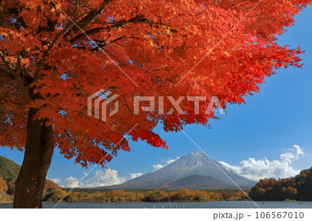 秋の風景　一本もみじ紅葉の精進湖畔から望む子抱富士　山梨県 106567010