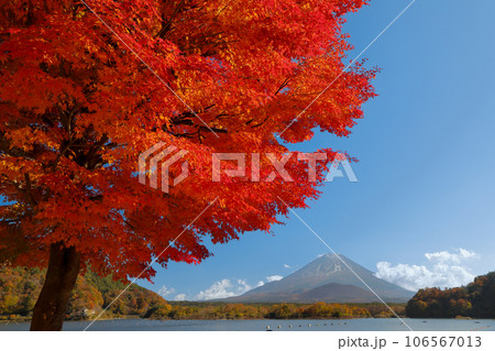 秋の風景　一本もみじ紅葉の精進湖畔から望む子抱富士　山梨県 106567013