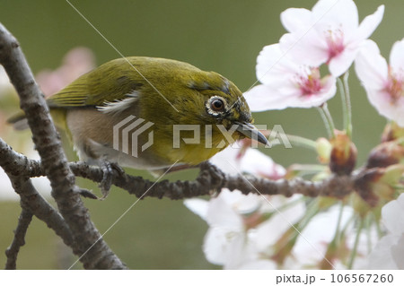 桜の枝に止まるメジロ 桜の枝に止まるメジロ 106567260