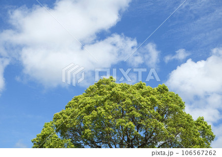 夏空と楠木の新芽と青空 106567262