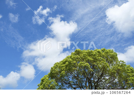 夏空と楠木の新芽と青空 夏空と楠木の新芽と青空 106567264