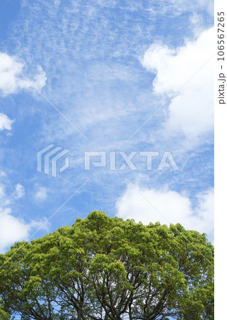 夏空と楠木の新芽と青空 106567265
