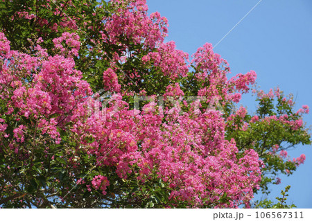 夏空に咲く百日紅の花 夏空に咲く百日紅の花 106567311