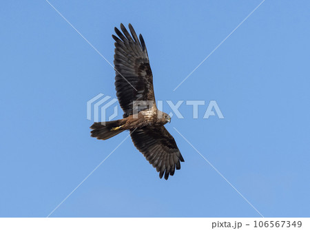 An Eastern Marsh Harrier circling over the wetlands in Niigata, Japan An Eastern Marsh Harrier circling over the wetlands in Niigata, Japan 106567349