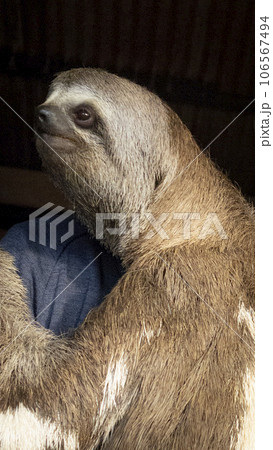 お客さんを見つめるミユビナマケモノの赤ちゃん お客さんを見つめるミユビナマケモノの赤ちゃん 106567494