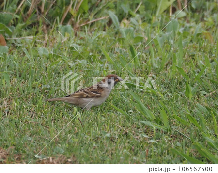 荒川河川敷の草地に降りたスズメ 106567500