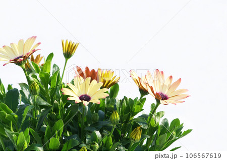 鉢植えのオステオスペルマム 鉢植えのオステオスペルマム 106567619