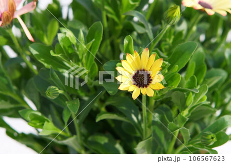 鉢植えのオステオスペルマム 106567623