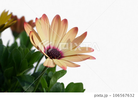 鉢植えのオステオスペルマム 106567632