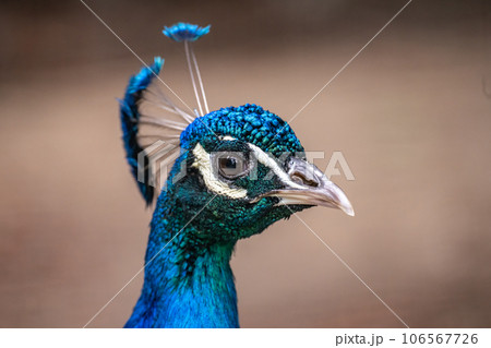 Portrait of a blue peacock in nature. Close-up face wildlife Portrait of a blue peacock in nature. Close-up face wildlife 106567726