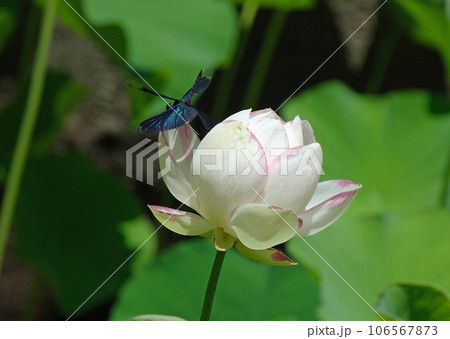 ハスの花に止まるチョウトンボ ハスの花に止まるチョウトンボ 106567873